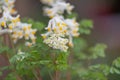 Pale Corydalis, Pseudofumaria alba, yellow-white inflorescence